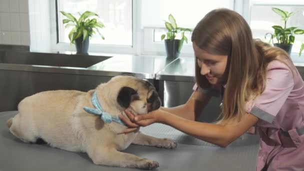 Veterinären kontrollerar upp mops hunden — Stockvideo