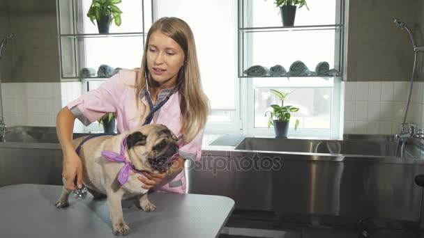 Der Tierarzt kontrolliert den Atem der Mops-Hunde — Stockvideo