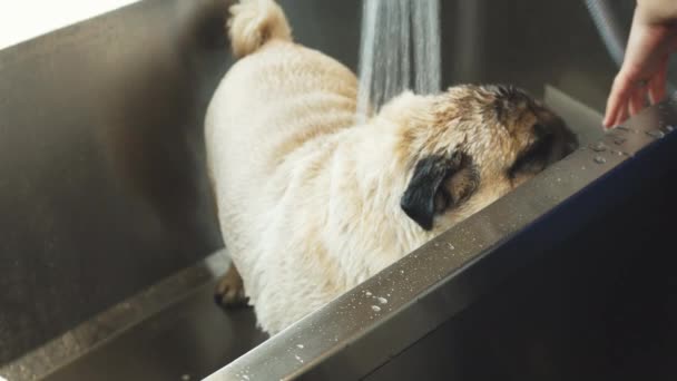 The pug dog is taking the shower — Stockvideo