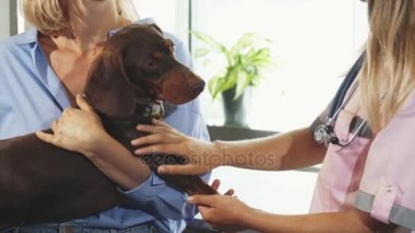 Veteriner cheking Alman porsuk-köpek pençeleri ve pençeleri olduğunu