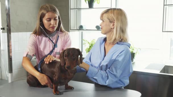 Veteriner Alman porsuk-köpek nefes kontrol ediyor — Stok video