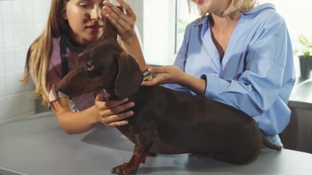 Pielęgniarka jest cheking się niemiecki Borsuk psy pyska — Wideo stockowe