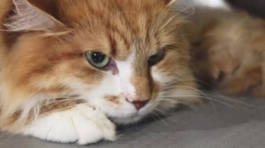 Bir güzel yeşil gözlü zencefil kedi yakın çekim