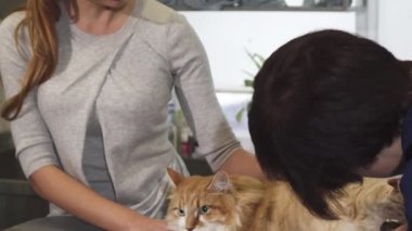 Muhteşem bir kadın onun kedisi iken veteriner kliniğinde sevişme