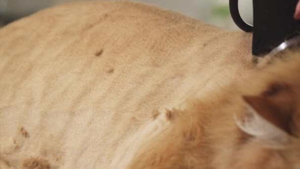 Yakın çekim yukarı zencefil kedi traş olmak a profesyonel veteriner damat