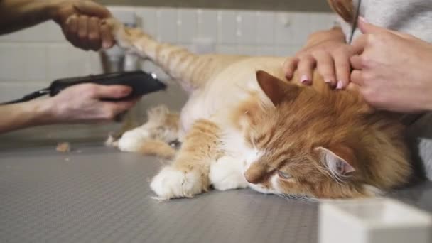 Nahaufnahme einer süßen Ingwerkatze, die auf dem Tisch liegt und von einem Tierarzt rasiert wird — Stockvideo