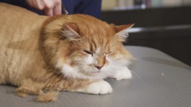 Profesyonel bir veteriner tarafından kesilmiş güzel uykulu kedi