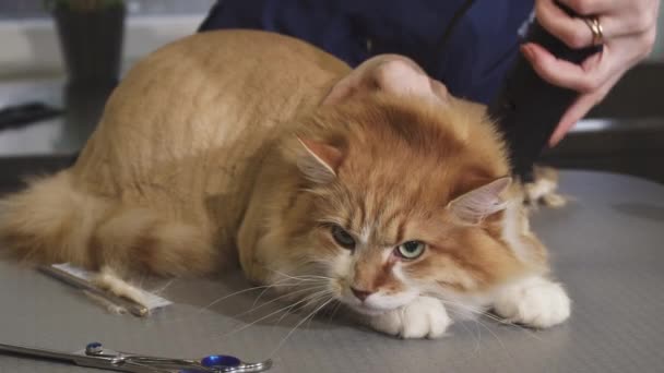 Aranyos bolyhos gyömbér macska, egy veterán a klinikán, hogy borotvált — Stock videók