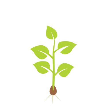 Bitki fide. Vektör çizim