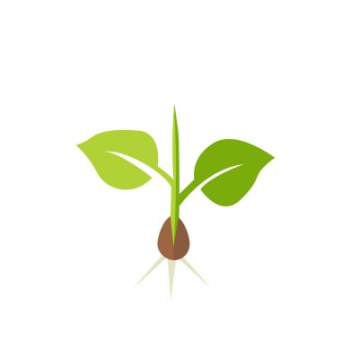 Bitki fide. Vektör çizim