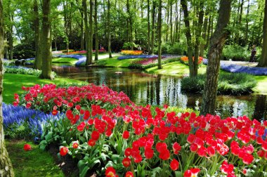 Keukenhof bahçeleri güzel güneşli sabah