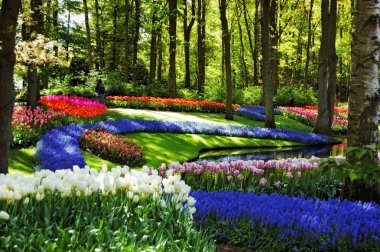 Keukenhof bahçeleri güzel güneşli sabah 
