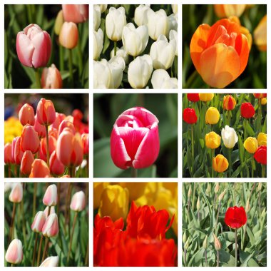 Bahar ruh. Lale seti.