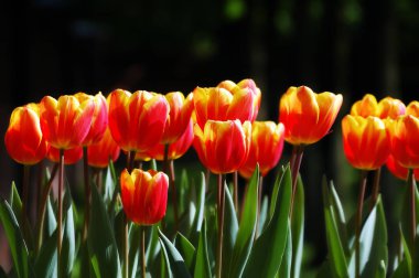 Yumuşak renkli kırmızı-sarı laleler