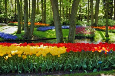 Keukenhof bahçeleri güzel güneşli sabah