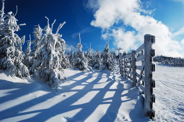 Snow-covered fir trees and rimy wooden fence