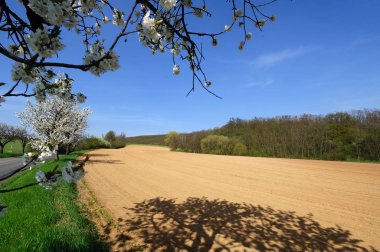 Çiçeklenme elma ağaçları ile sürülmüş alanın pitoresk görünümü