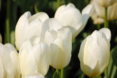 Beyaz Lale flowerbed