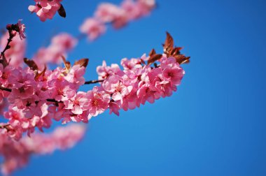 Çiçekli siyah Erik dalı