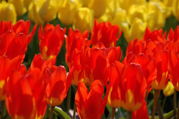 Camas de tulipas amarelas e vermelhas — Fotografia de Stock