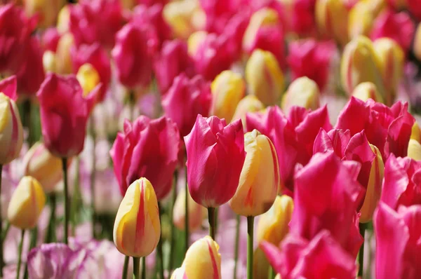 Цветочная клумба из мягких тюльпанов — стоковое фото