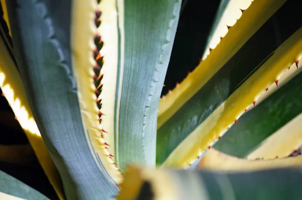 A close-up of the agave leaves with spiny margins Stock Image
