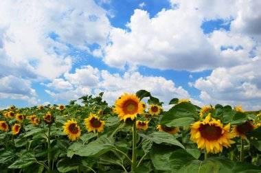 bulutlu gökyüzü ile ayçiçeği