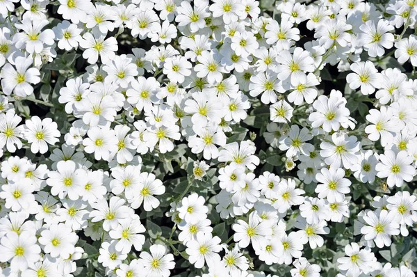 Macizo de flores de dianto blanco — Foto de Stock