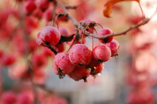 En gren av crab apple träd med massa mogna röda frukter — Stockfoto