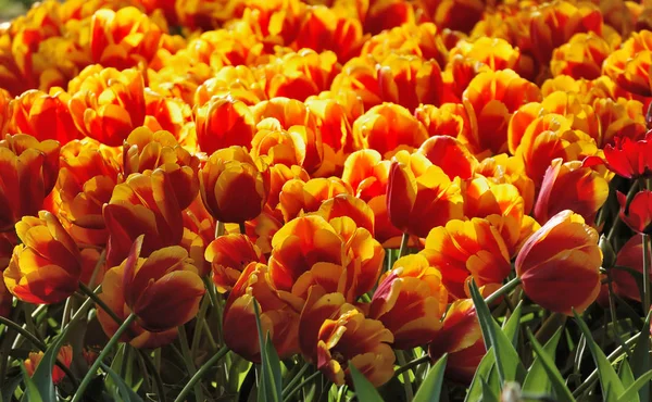 Cama de flores de tulipas vermelho-amarelas — Fotografia de Stock