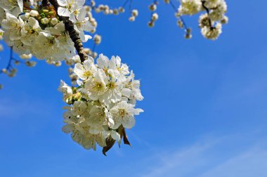 Çiçekli elma dalı