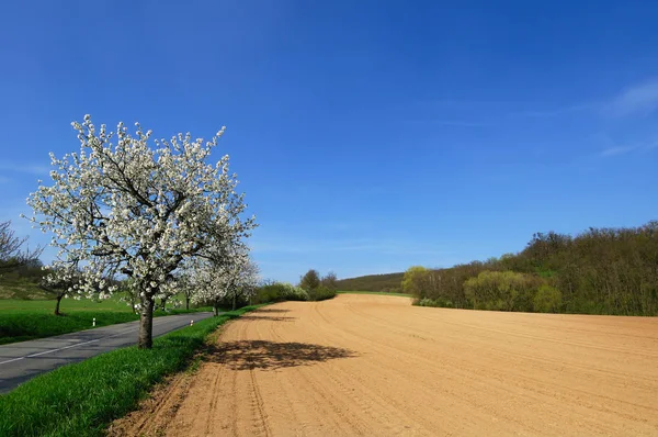 Ismarlayarak sürülmüş alanının