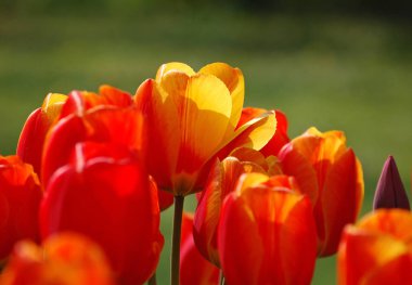 Kırmızı-Sarı laleler