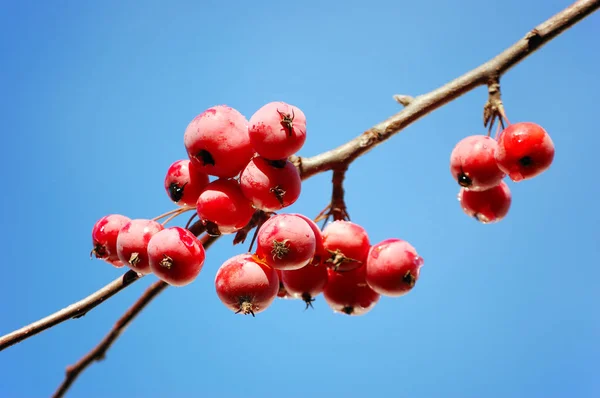 A branch of crab apple tree with bunch of ripe red fruits — Stock Photo, Image