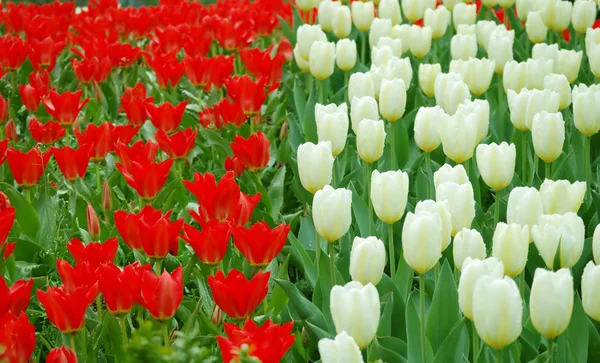 Campo vermelho-branco de tulipas — Fotografia de Stock