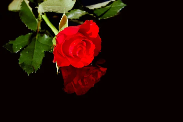 Scarlet rose med reflektion Stockfoto