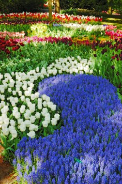 Keukenhof bahçeleri güzel güneşli sabah