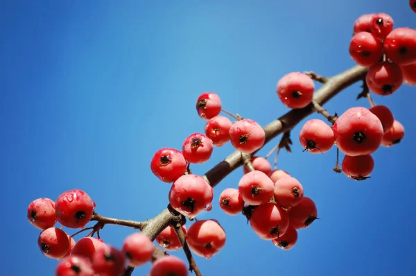 Olgun kırmızı meyve ile elma ağacının dalını — Stok fotoğraf
