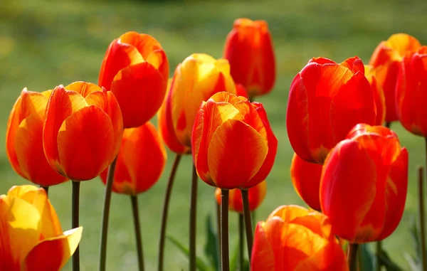 Красно-желтые тюльпаны — стоковое фото