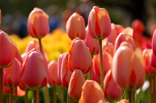 Tulipas suavemente coloridas — Fotografia de Stock