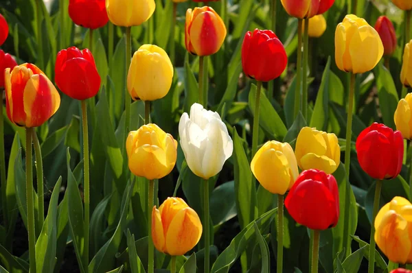 Tulipa branca entre amarelo e vermelho — Fotografia de Stock