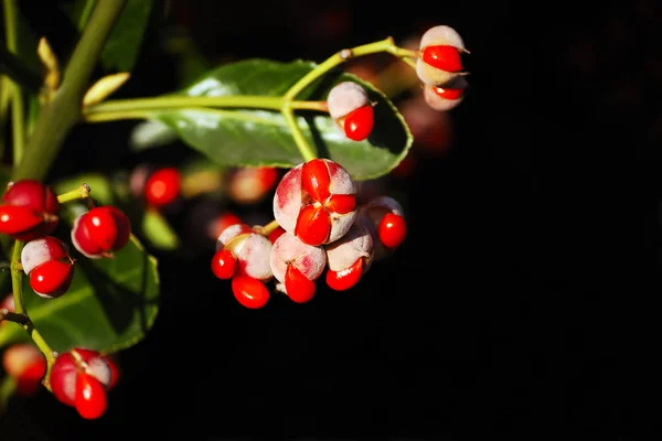 Fruit capsules of a Japanese Spindle — Stock Photo, Image