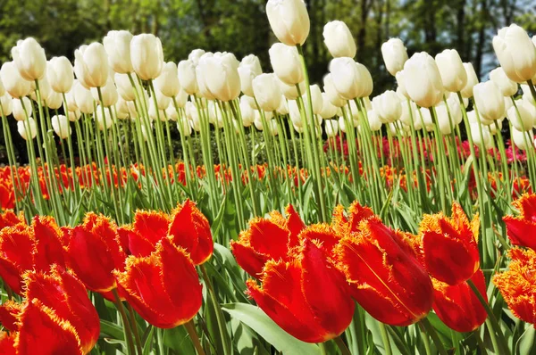 Cama de flores de tulipas vermelhas incomuns — Fotografia de Stock