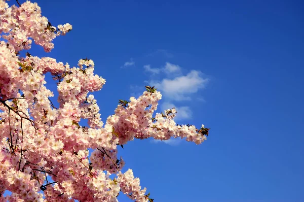 Blommande japanska körsbärsträd Stockbild