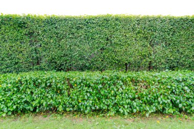 Yeşil çit çit veya yeşil yaprakları duvar