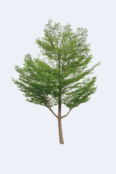 Isolated Green Tree on White Background — Stock Photo, Image
