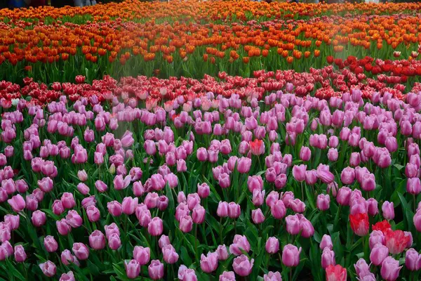 Flower tulips background.