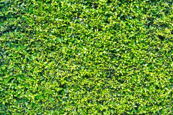 Візерунок текстури фону з крихітних малі зеленого листя, Корейська ба — стокове фото