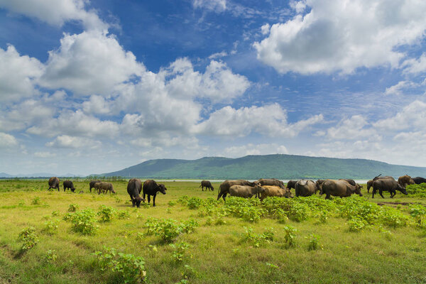 Group of Buffalo crowd walking and eating Green Grass beside lak