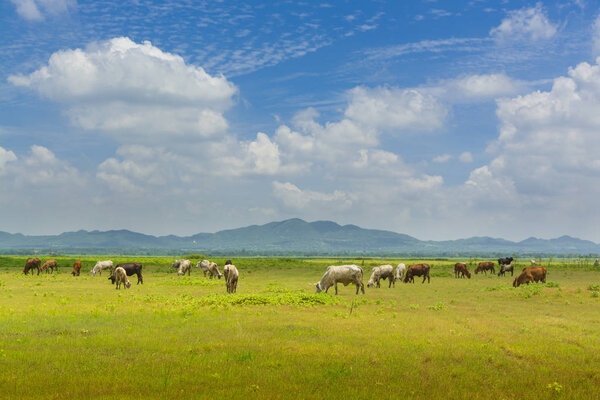 Group of Cow crowd walking and eating Green Grass beside lake of